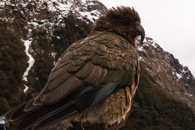 Kea bird in New Zealand