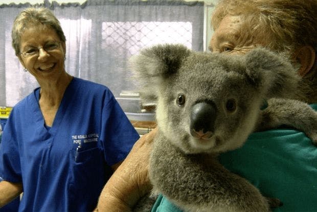 Koala Hospital in Australia with Wild Kiwi