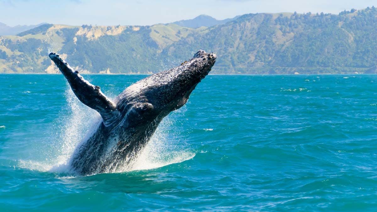 Whale breaches the surface in Kaikoura