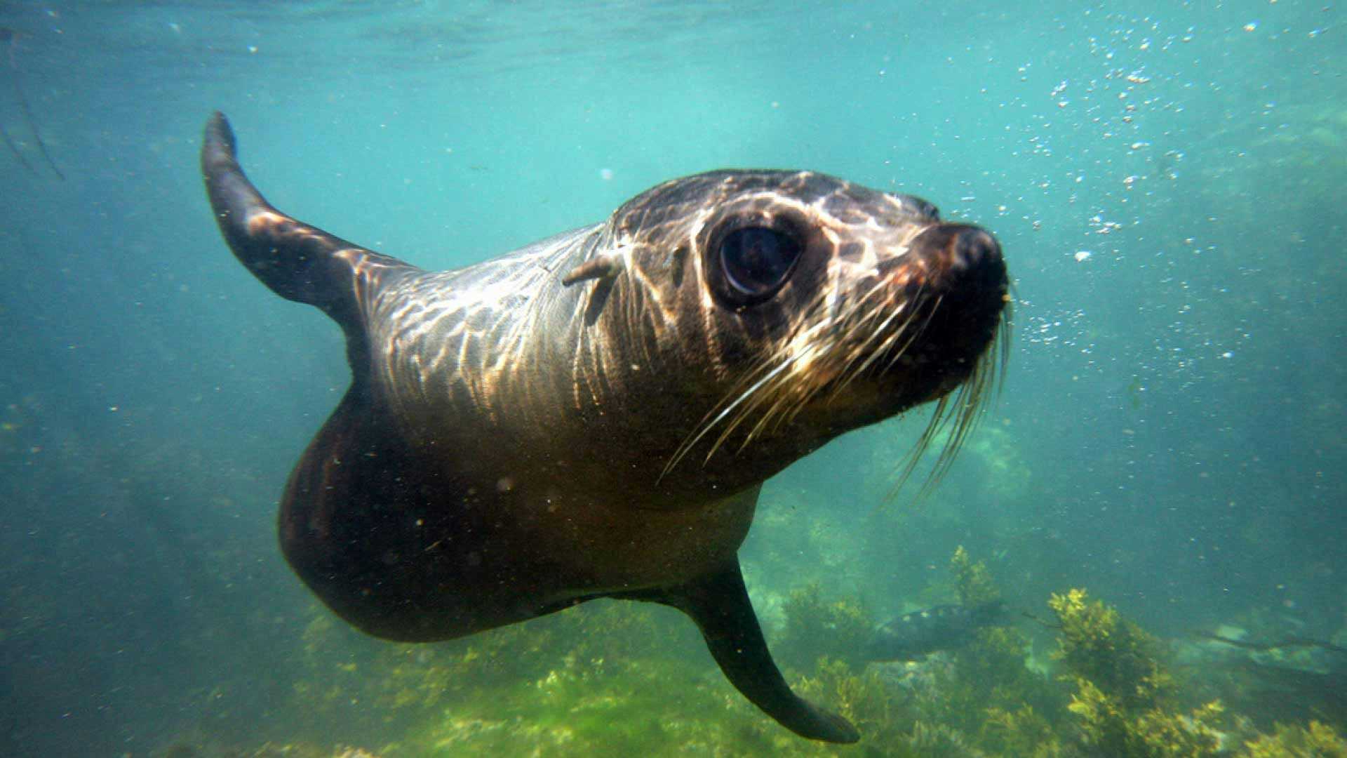 Seal swimming underwater