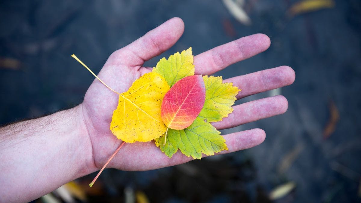 Person's holding some autumn leaves
