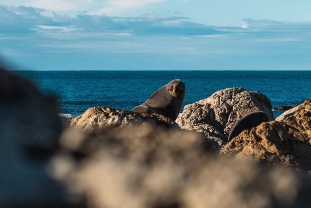 Wild Kiwi Guest Spots Seal in Kaikoura