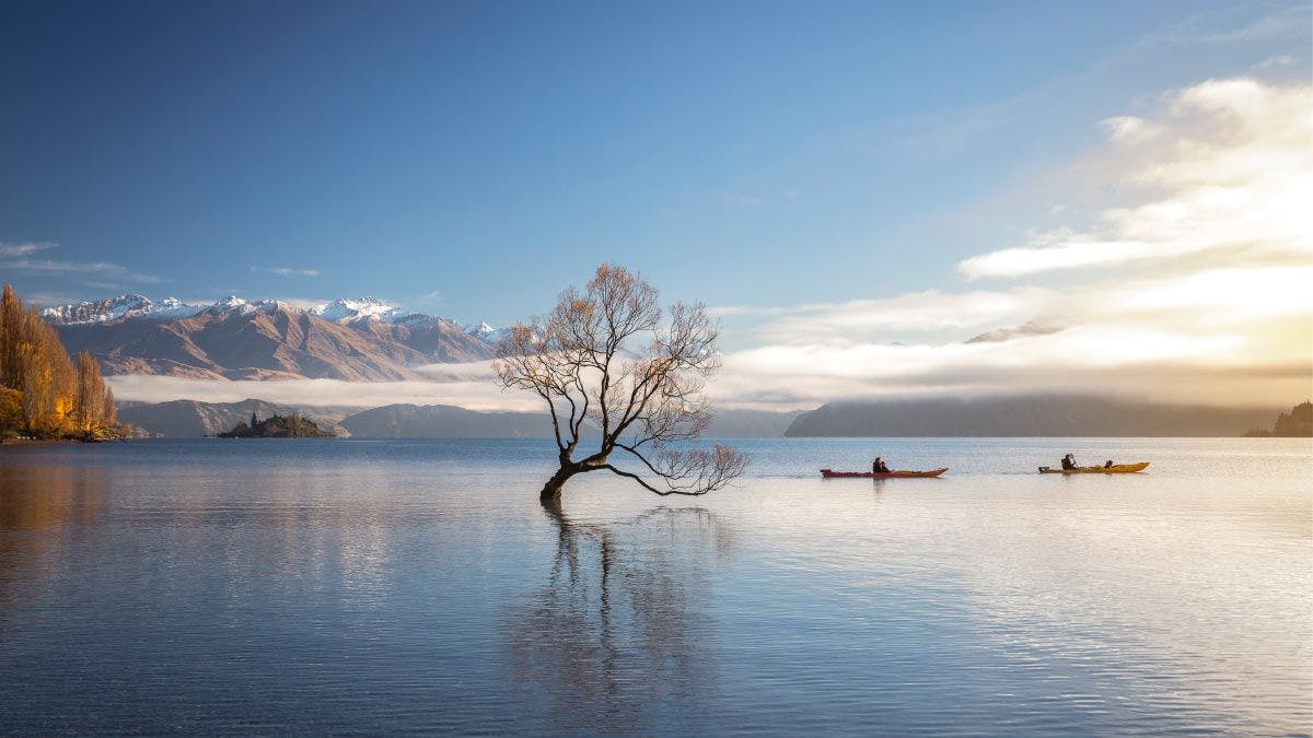 The Wanaka tree in New Zealand