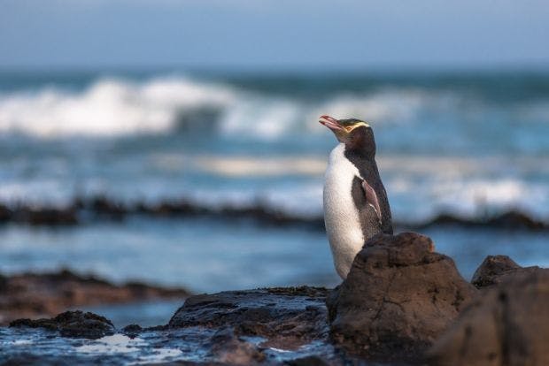 Yellow-Eyed Penguin in New Zealand