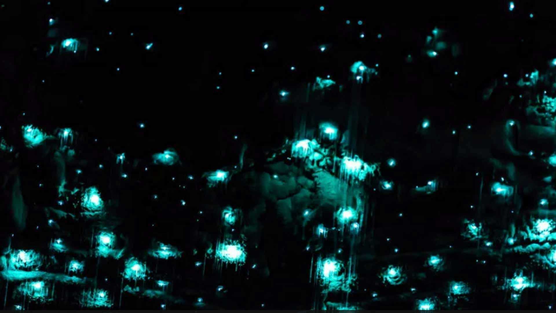 Glow worm cave
