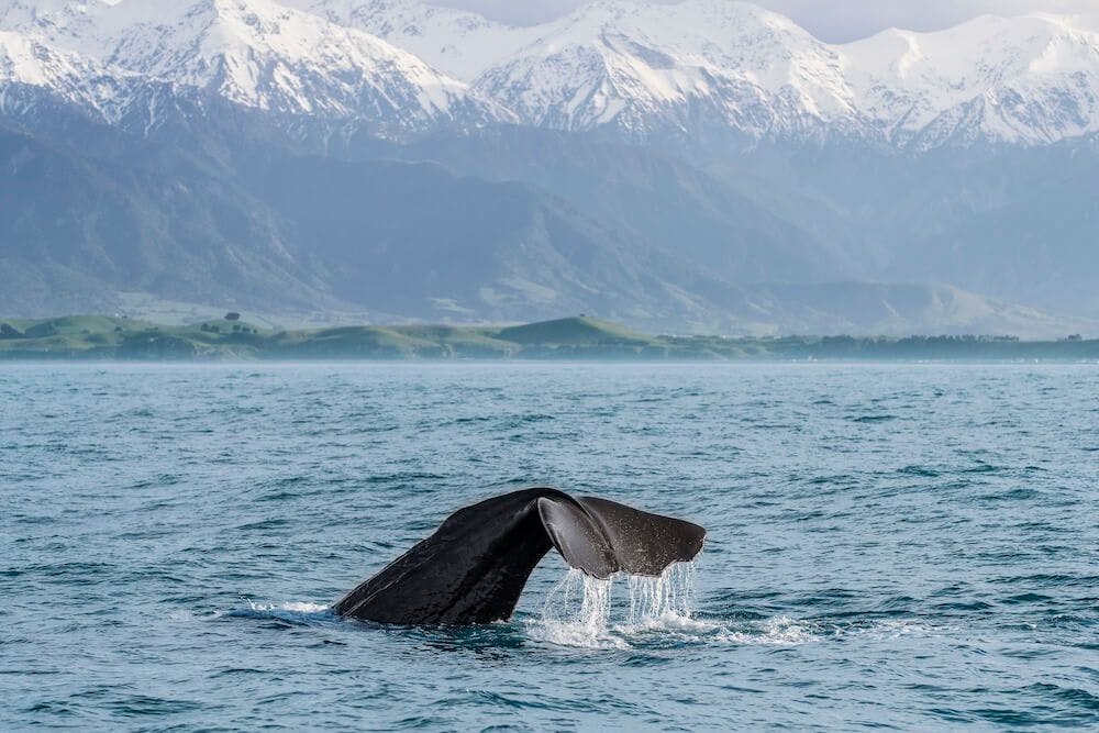 The fin of a whale in Kaikoura New Zealand in winter on a whale watching tour with snowy mountains in the distance.