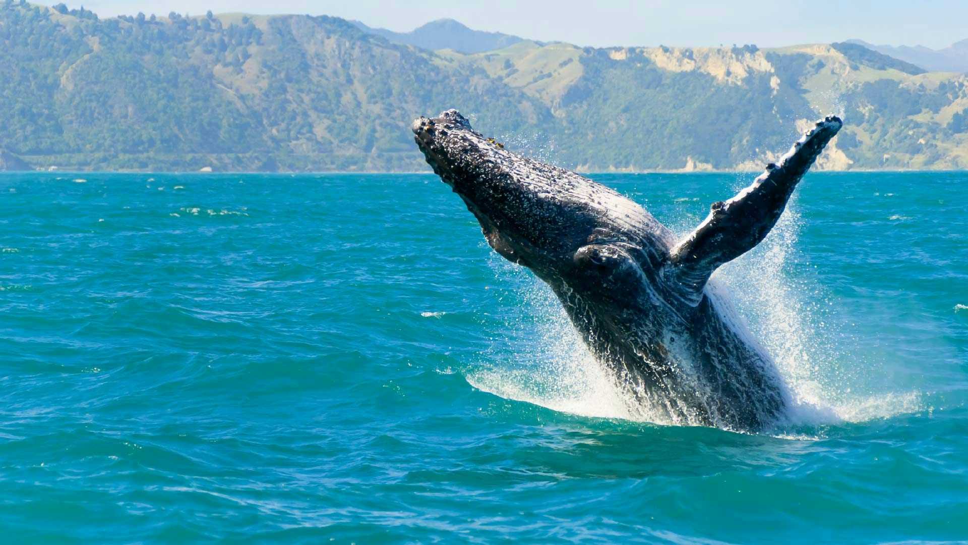 Whale breaching the surface in Kaikoura