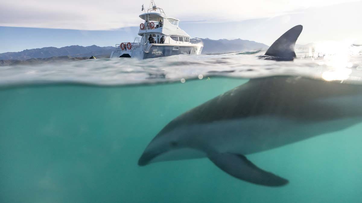 Dolphin swimming near a boat in Kaikoura