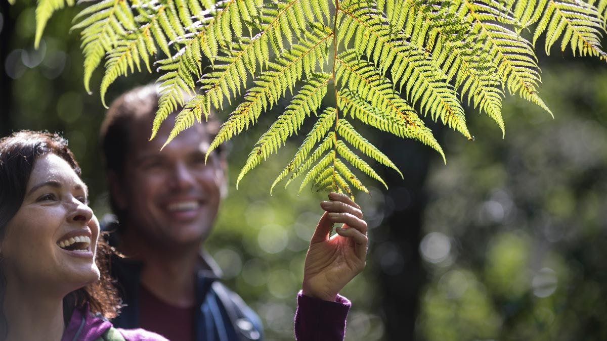 Couple looking at fern plants in New Zealand